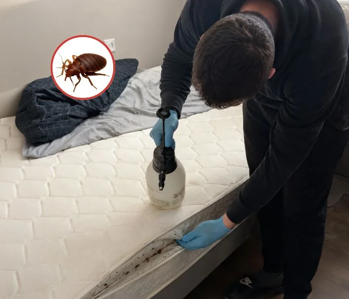 Technicien traitant un matelas contre les punaises de lit à Vaucresson